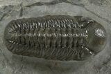 Prone Austerops Trilobite - Ofaten, Morocco #345184-1